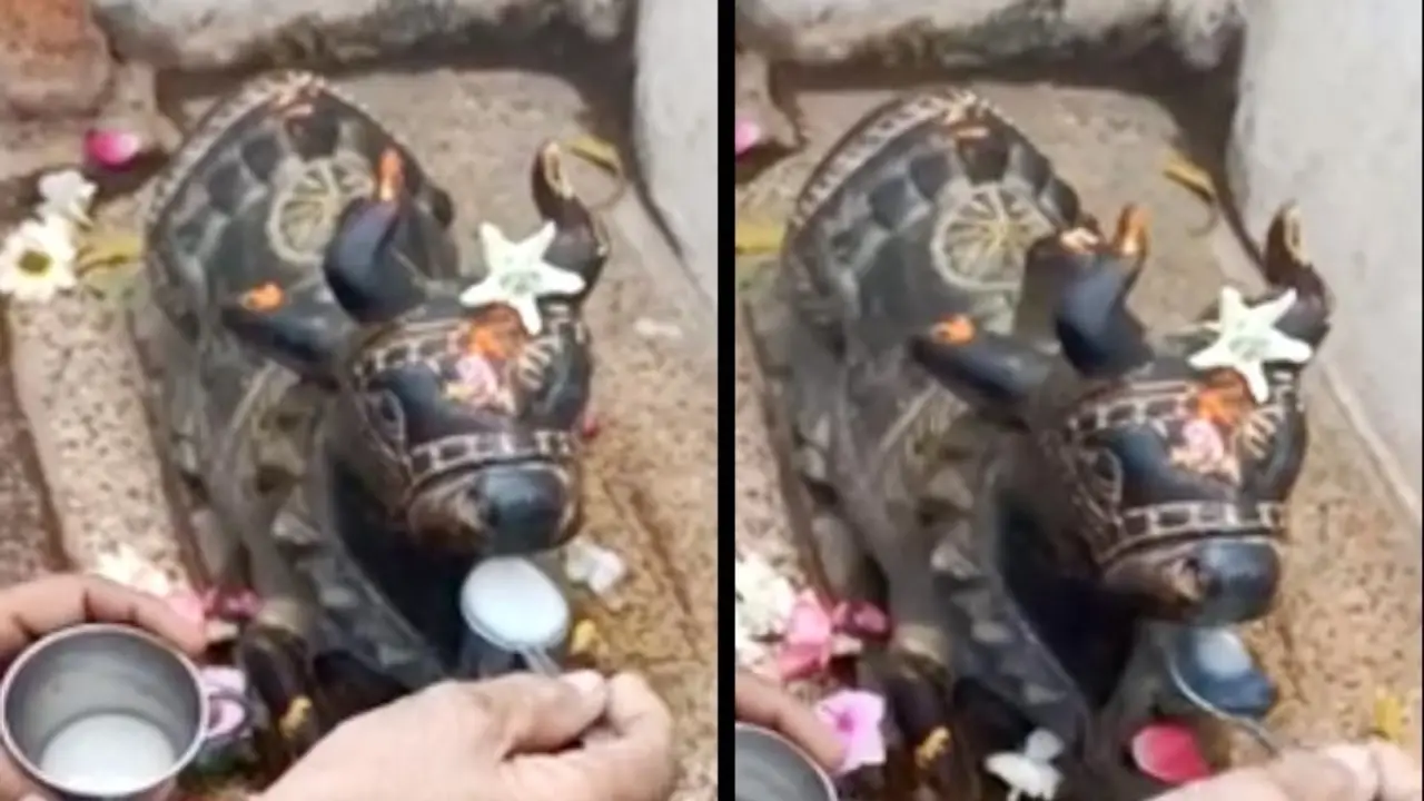 Lord Shiva's Nandi drank milk, faith or miracle of the devotees! video viral